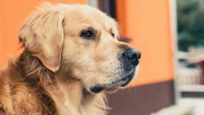 Ако кучето падна: 4 причини да се каже на домашния любимец да бъде здраве